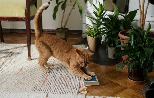 Fresh and Earthy Carpet Colours