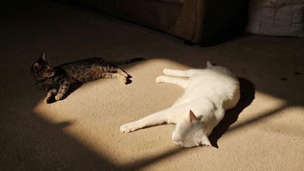 nylon carpets for pets and kids